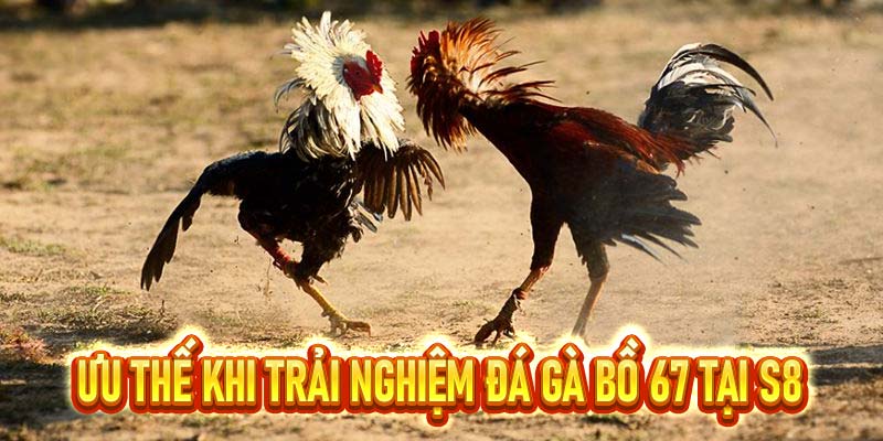 đá gà bồ 67